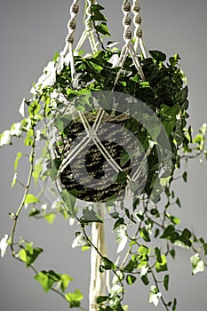 Green Ivy (Hedera helix) in stylish handmade macrame shelf planter hanger