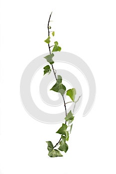 Green ivy isolated on white