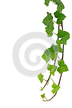 Green ivy isolated on white