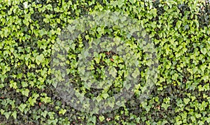 Green ivy isolated on a white wall photo