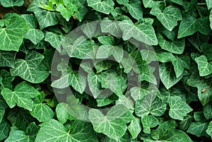 Green ivy leaf