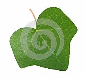 Green ivy leaf