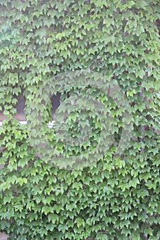 Green ivy leaf closely covering the wall