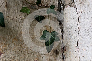 Green ivy leaf grows on old white wall with cracks