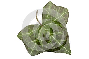 Green ivy leaf start symbol - symbol for ecological reboot