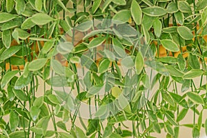 Green ivy leaves background of dave (Dischidia nummularia variegata), a fantastic green creeper plant that hanging for garden and