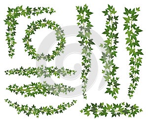 Green ivy. Leaves on hanging creepers branches. Wall climbing ivy decoration wall plant vector set photo