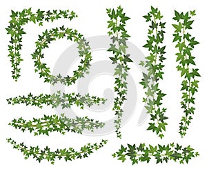 Green ivy. Leaves on hanging creepers branches. Wall climbing ivy decoration wall plant vector set