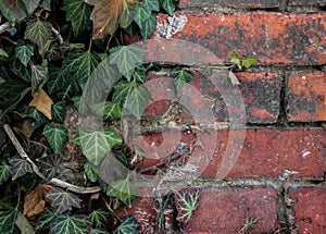 Red old brick wall with green ivy leaves background