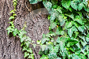 Ivy Leaves