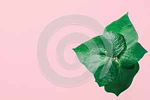 Green Ivy Leaves on Pink Background. Highlights Sunlight Leak. Banner Poster Template for women blogs social media. Fashion