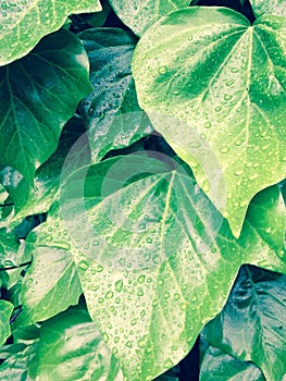 Green ivy leaves after rain