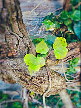 Green ivy leaves on a tree trunk with blurred background