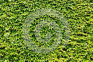 Green ivy leaves wall