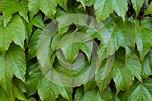 Green ivy leaves wall background. Close up shot with ivy leaves, floral texture