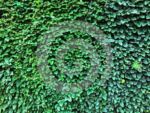 Green ivy leaves wall background. nature texture plants. Natural decoration plant