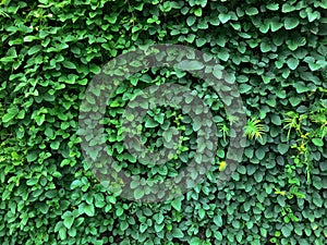 Green ivy leaves wall background. nature texture plants. Natural decoration plant