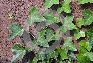 Green ivy leaves on wall