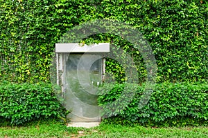 Green ivy leaves wall