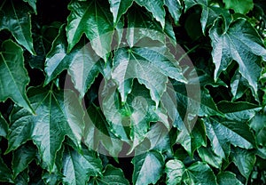 Green ivy leaves on wall