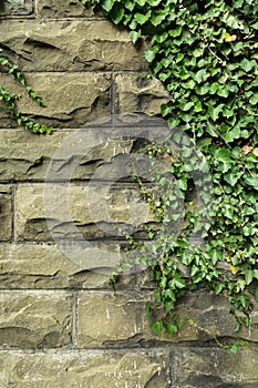 Green ivy on old stone wall