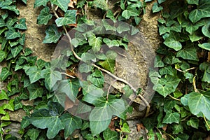 Green ivy on old stone wall