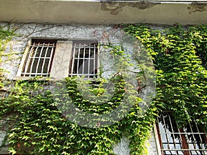 Green ivy on the old stone wall