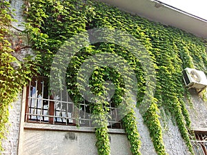 Green ivy on the old stone wall