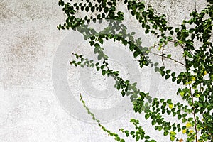 Ivy on old white cement wall pattern and background