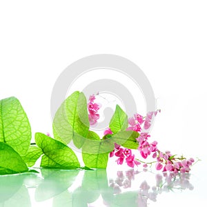 Green ivy with pink blossoms