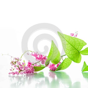 Green ivy with pink blossoms