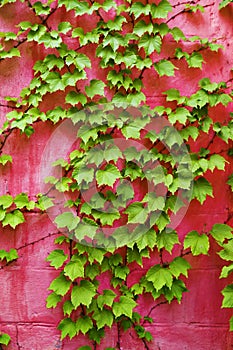 Green ivy on pink wall