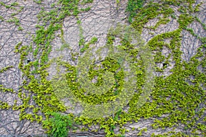 green ivy plant