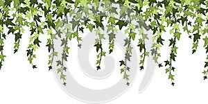 Green ivy plant branches background. Hanging vine with leaves, floral botanical backdrop cartoon vector illustration