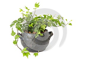 Green ivy plant in clay pot