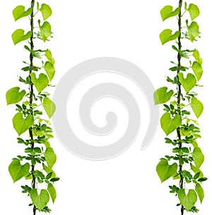 Green ivy plant