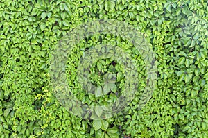 Green ivy plant wall texture like garden seamless bush fence