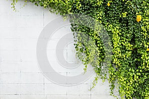 Green ivy plant on white cement wall. Outdoor garden decoration