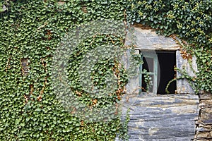 Green ivy on a stone wall facade. Plants growing