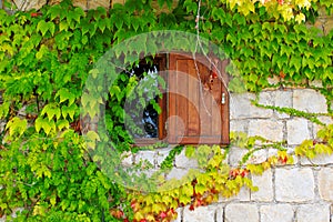 Green ivy on a stone wall with an old window, beautiful background