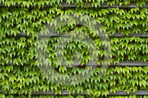 Green ivy texture