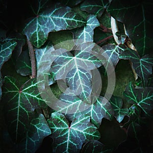 Green ivy texture and pattern background. Close up