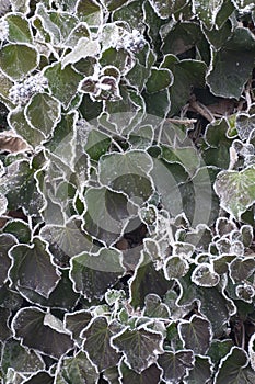 Green ivy texture during winter
