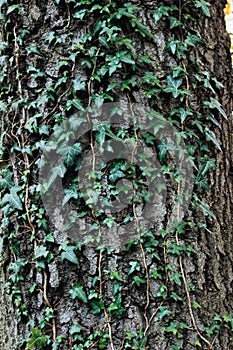 Green ivy on a tree close-up. Summer.