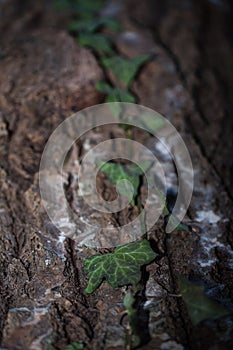 Green ivy on a tree