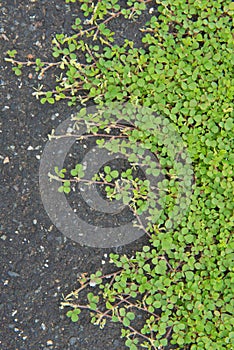Green ivy tree on the ground. For wallpaper