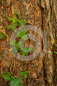 Green ivy on tree trunk