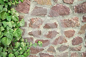 Green ivy twigs curls on stone wall