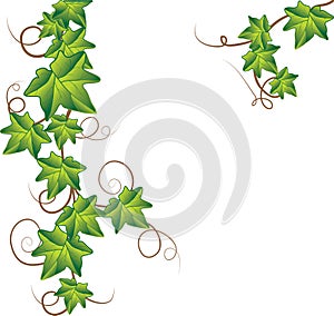 Green ivy. Vector Illustration