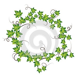 Green ivy. Vector Illustration